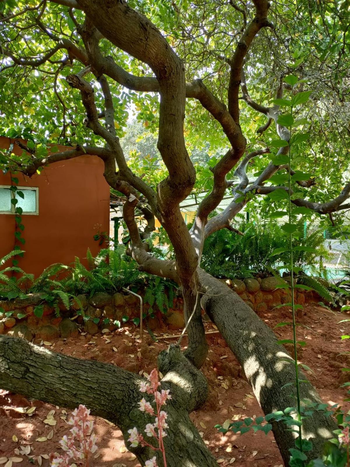 Inn Pondiville Forest Retreat Pondicherry Eksteriør bilde